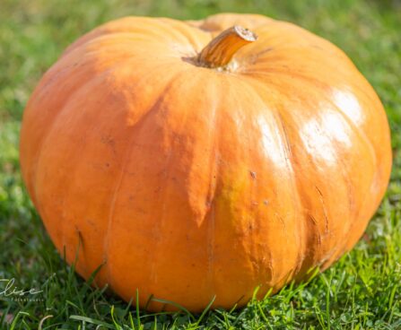 3436_9813_Cucurbita_pepo_harilik_korvits.jpg