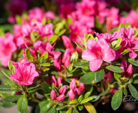 3460_9973_Rhododendron_obtusum_Michiko_tombilehine_rododendron_2.jpg