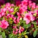 3460_9973_Rhododendron_obtusum_Michiko_tombilehine_rododendron_2.jpg
