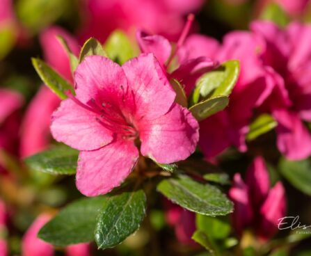 3460_9974_Rhododendron_obtusum_Michiko_tombilehine_rododendron_3.jpg