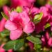 3460_9974_Rhododendron_obtusum_Michiko_tombilehine_rododendron_3.jpg