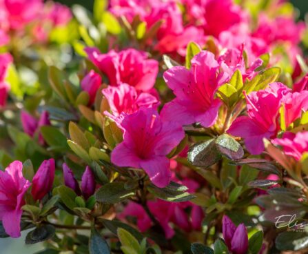 3460_9975_Rhododendron_obtusum_Michiko_tombilehine_rododendron_4.jpg