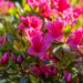 3460_9975_Rhododendron_obtusum_Michiko_tombilehine_rododendron_4.jpg
