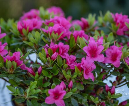 3460_9976_Rhododendron_obtusum_Michiko_tombilehine_rododendron_5.jpg