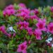 3460_9976_Rhododendron_obtusum_Michiko_tombilehine_rododendron_5.jpg