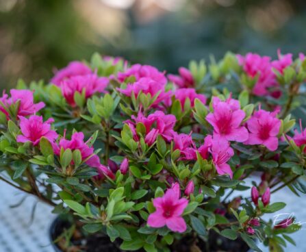 3460_9977_Rhododendron_obtusum_Michiko_tombilehine_rododendron_6.jpg