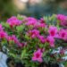 3460_9977_Rhododendron_obtusum_Michiko_tombilehine_rododendron_6.jpg