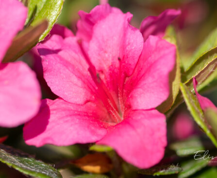 3460_9978_Rhododendron_obtusum_Michiko_tombilehine_rododendron.jpg