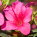 3460_9978_Rhododendron_obtusum_Michiko_tombilehine_rododendron.jpg