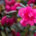 3465_10034_Rhododendron_x_obtusum__Canzonetta_rododendron_2.jpg