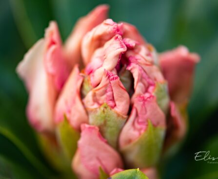 3469_10074_Rhododendron_Northfolk_Candy_rododendron.jpg