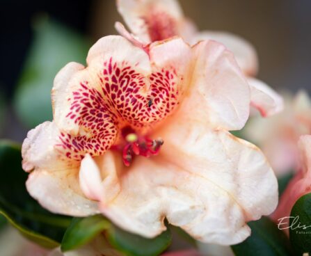 3470_10066_Rhododendron_Viscy__rododendron..jpg