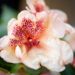 3470_10066_Rhododendron_Viscy__rododendron..jpg