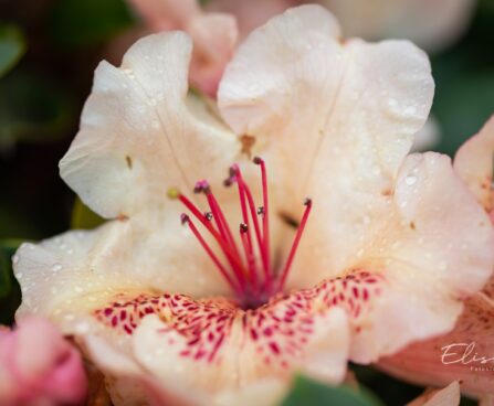 3470_10067_Rhododendron_Viscy__rododendron.jpg