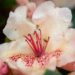 3470_10067_Rhododendron_Viscy__rododendron.jpg