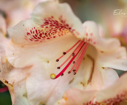 3470_11113_Rhododendron_Viscy__rododendron.jpg