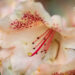 3470_11113_Rhododendron_Viscy__rododendron.jpg