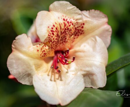 3470_9985_Rhododendron_Viscy__rododendron.jpg