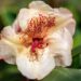 3470_9985_Rhododendron_Viscy__rododendron.jpg