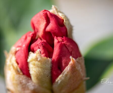 3470_9986_Rhododendron_Viscy__rododendron_3.jpg