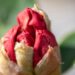 3470_9986_Rhododendron_Viscy__rododendron_3.jpg