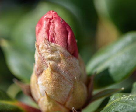 3470_9987_Rhododendron_Viscy__rododendron_2.jpg