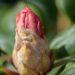 3470_9987_Rhododendron_Viscy__rododendron_2.jpg