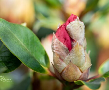 3470_9988_Rhododendron_Viscy__rododendron_4.jpg