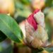 3470_9988_Rhododendron_Viscy__rododendron_4.jpg