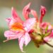 3473_10108_Rhododendron_Fanny__rododendron_2.jpg