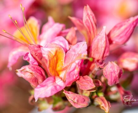 3473_10109_Rhododendron_Fanny__rododendron_4.jpg