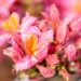 3473_10109_Rhododendron_Fanny__rododendron_4.jpg