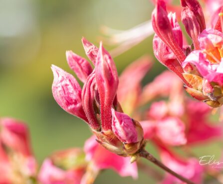 3473_10110_Rhododendron_Fanny__rododendron.jpg