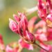3473_10110_Rhododendron_Fanny__rododendron.jpg