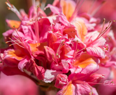 3473_11145_Rhododendron_Fanny__rododendron_2.jpg