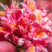 3473_11145_Rhododendron_Fanny__rododendron_2.jpg
