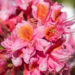 3473_11146_Rhododendron_Fanny__rododendron.jpg