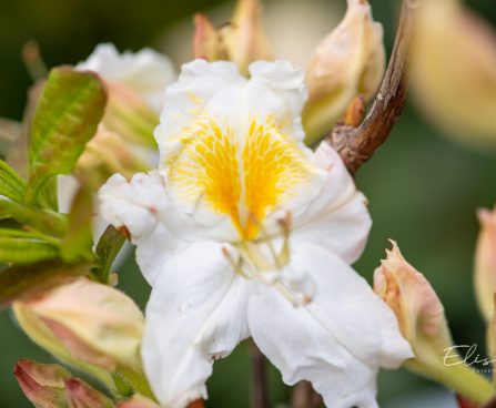 3475_10157_Rhododendron_Schneegold__rododendron.jpg