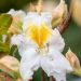 3475_10157_Rhododendron_Schneegold__rododendron.jpg