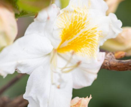 3475_10158_Rhododendron_Schneegold__rododendron_2.jpg