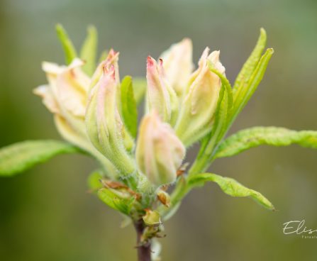 3475_10159_Rhododendron_Schneegold__rododendron_3.jpg