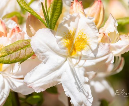 3475_11143_Rhododendron_Schneegold__rododendron.jpg