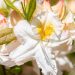 3475_11143_Rhododendron_Schneegold__rododendron.jpg