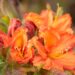3484_10153_Rhododendron_Fasching_rododendron_2.jpg