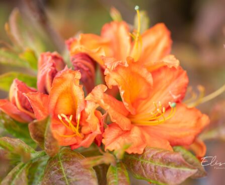 3484_10154_Rhododendron_Fasching_rododendron_3.jpg