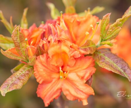 3484_10156_Rhododendron_Fasching_rododendron.jpg