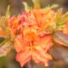 3484_10156_Rhododendron_Fasching_rododendron.jpg