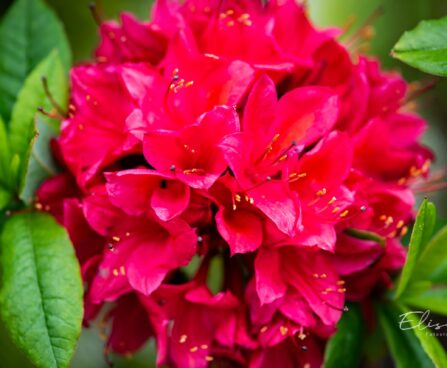 3485_10257_Rhododendron_Karmin_Duft_rododendron.jpg