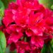3485_10257_Rhododendron_Karmin_Duft_rododendron.jpg