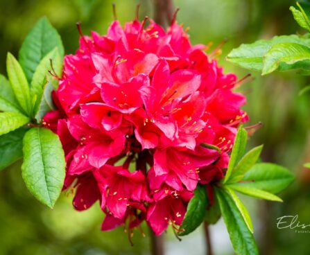 3485_10258_Rhododendron_Karmin_Duft_rododendron_2.jpg